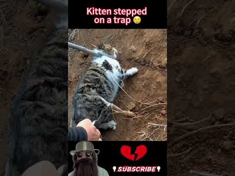 The Cat That Fell Into The TrapRescuecat Rescuekitten Rescue Savecat Respect Life Touching