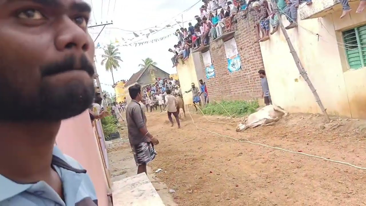Patrapalli jallikattu full video#jallikattu #bull #cow#patrapalli 