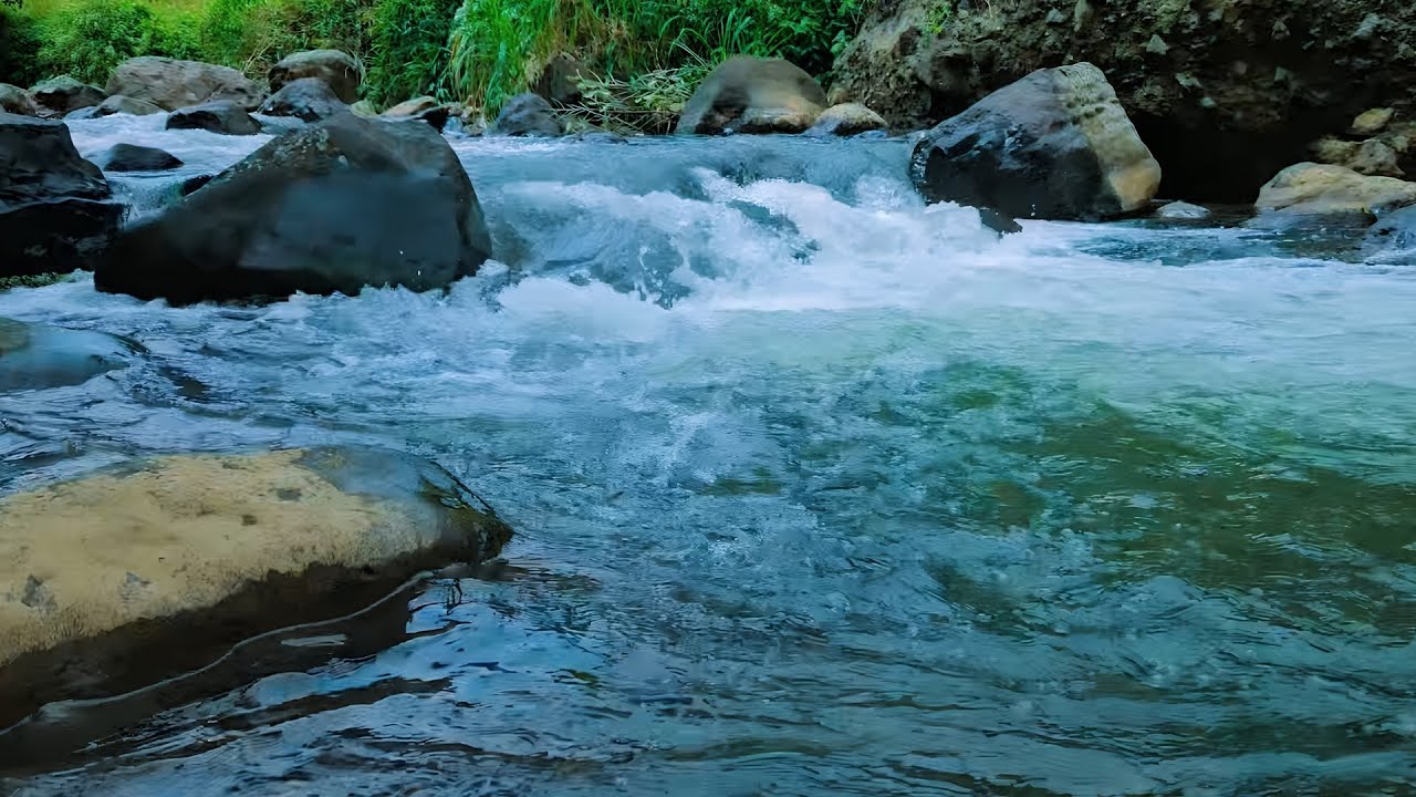 Peaceful Forest Nature Sounds with Birds and Stream for Sleep, Study and Relaxation