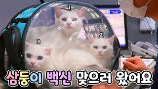 Kittens Are Taking A Vaccination (ENG SUB)
