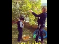 باسكال مشعلاني تقطف برتقال شجرة منزلها مع ابنها 
