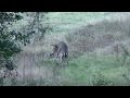 Buck Breeding a Doe, East Texas, Montgomery County, 2014, Whitetail Deer