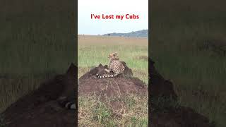 Painful Moment #cheetah Looking for Lost Cubs [2023]