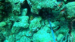 LIONFISH SPEARED AND EATEN BY A GIANT GREEN MORAY EEL