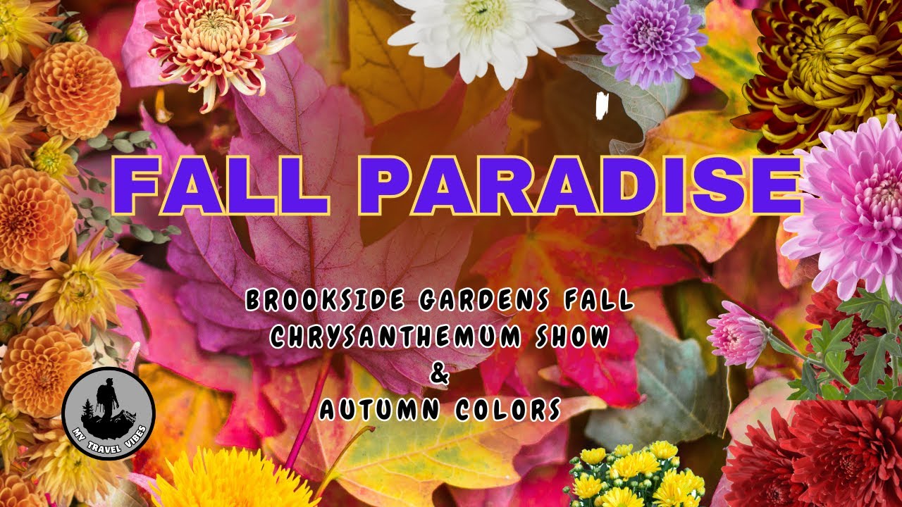 Brookside Gardens AMAZING Fall Colors & Annual Chrysanthemum Show