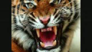 Rate The Picture-Angry Tiger