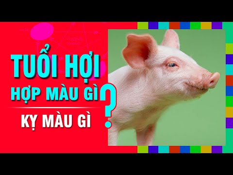 TUỔI HỢI Hợp MÀU GÌ? Kỵ Màu Nào Nhất? Chọn Màu Sắc Đúng Phong Thủy Để Đón May Mắn