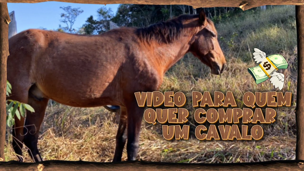 O QUE DEVO SABER ANTES DE COMPRAR UM CAVALO?