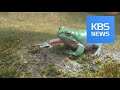 Korea snapshot green frog jumping at the pond  kbsnews