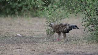 Tal Chappar Booted Eagle on Ground with Spiny Tailed Lizard Final Kill 3