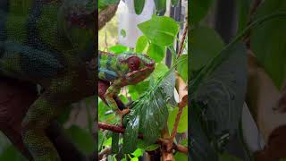 Clyde is camera shy 😂 | My Ambilobe Panther Chameleon