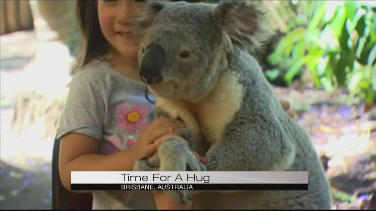 Koalas prepare to hug world leaders!
