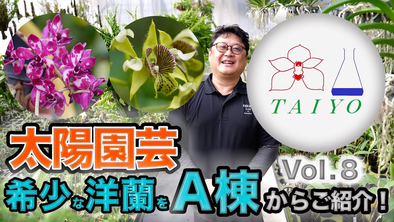 太陽園芸 Vol.8】今回は希少な洋ランをA棟よりご紹介いたします