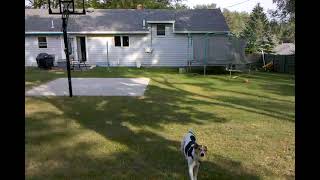 Buddy Gets Ball From Trampoline.