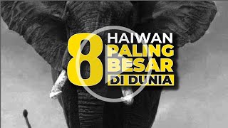 Download Lagu 8 HAIWAN PALING BESAR DI DUNIA MP3