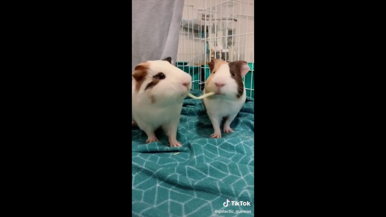 Guinea Pigs Kissing YouTube