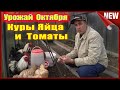 Курятник в теплице.  Возможно ли  содержать кур зимой в теплице.