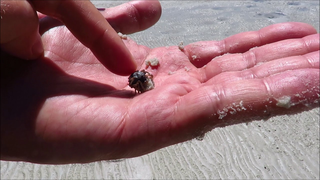 Blue Soldier Crabs in Tin Can Bay Queensland