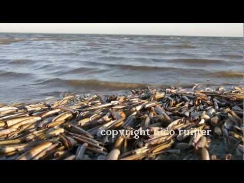 Nederland, eiland, Schiermonnikoog