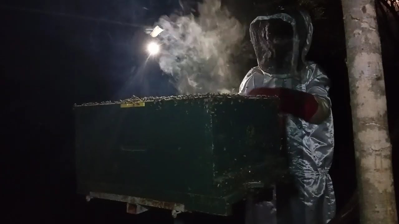 Bee Keeping Tips, Honey Harvesting & Colony Splitting