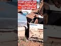 عمل واجب أن نقوم به بعد التقسيم/تقسيم خلية النحل ####