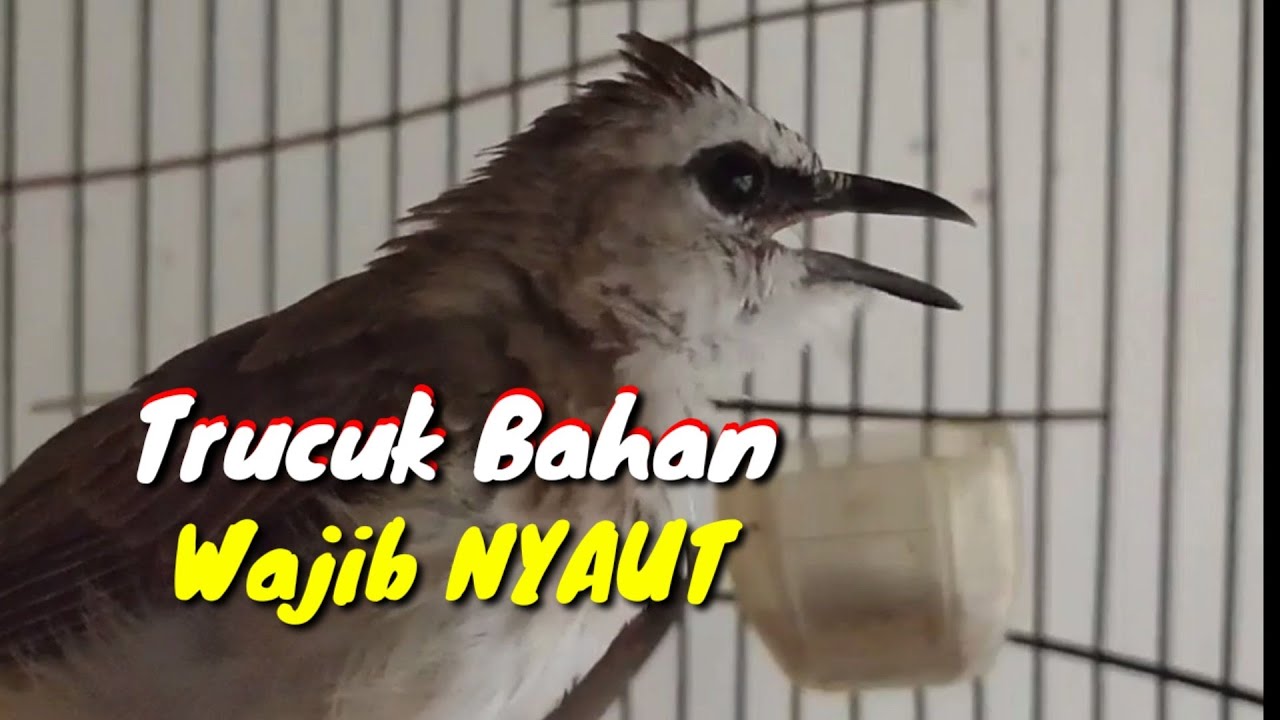 Trucuk Bahan wajib NYAUT Coba Yang ini aja !