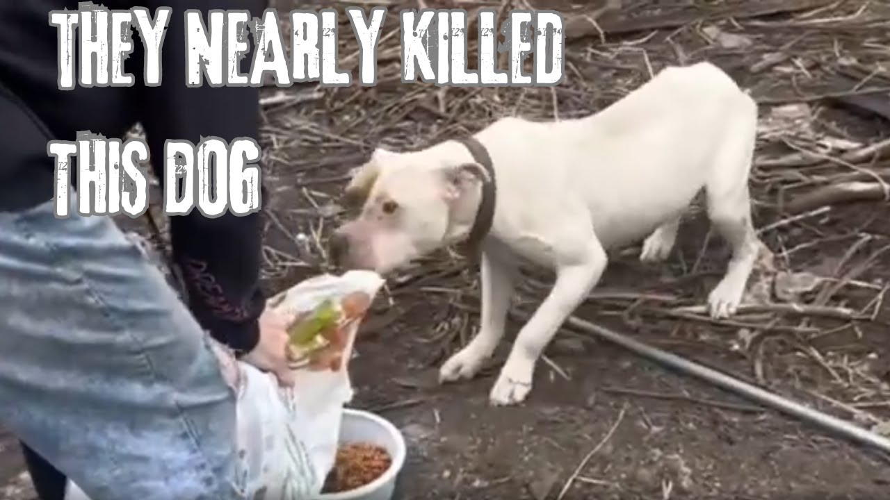Starving Pit Nearly Gives Up Until A Miracle Happens