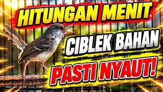 Pancingan Ciblek semi agar cepat bunyi, dengan Cepat jebol birahi dan emosi ciblek bahan cepat bunyi