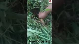 Tarikan Belut Abg Bongsor Vs Cabe Cabean Spot Joki Anyar Cenah Ai Abg Lebay..
