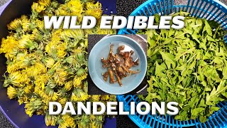 Wild Edibles: Dandelions | Homesteading for Beginners #10