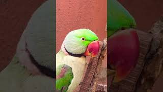 #love #viral #trending #youtubeshorts #fyp #youtube #shortvideo #shortsfeed #shorts #new #nature #yt