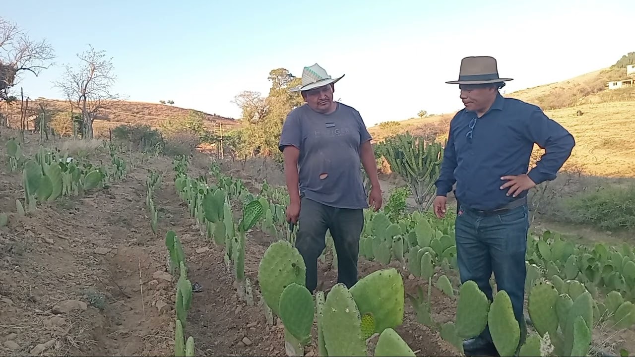 Agricultores de San Miguel Amatitlán, productores de nopal