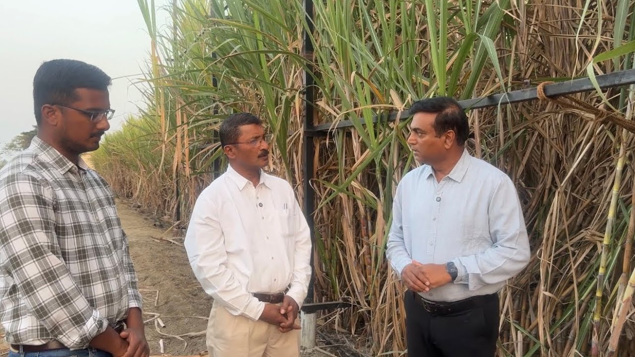 World First Experiment | एका एकरात ४०० टन ऊस…सूर्यप्रकाश, स्टेजिंग टेक्नॉलॉजी = ऊसाचा जागतिक विक्रम!