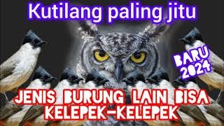 Download Lagu suara pikat kutilang terbaik!!! MP3