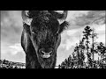 David Yarrow Wildlife - PART 1