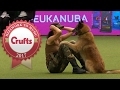 Amazing Dog Performs CPR, Squats and Press Ups in Heelwork To Music Routine | Crufts 2017 Amazing Dog Performs CPR, Squats and Press Ups in Heelwork To Music Routine | Crufts 2017