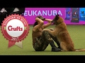 Amazing Dog Performs CPR, Squats and Press Ups in Heelwork To Music Routine | Crufts 2017