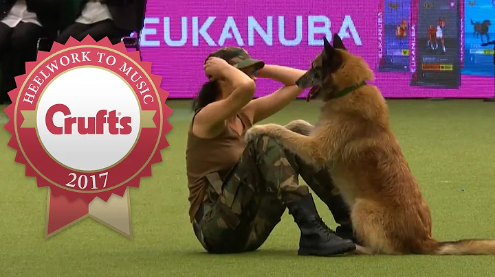 Amazing Dog Performs CPR, Squats and Press Ups in Heelwork To Music Routine | Crufts 2017 - DayDayNews