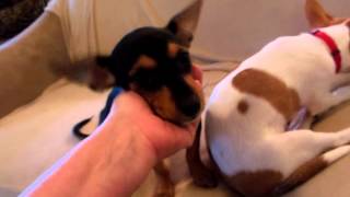 rat terrier and min pin mix