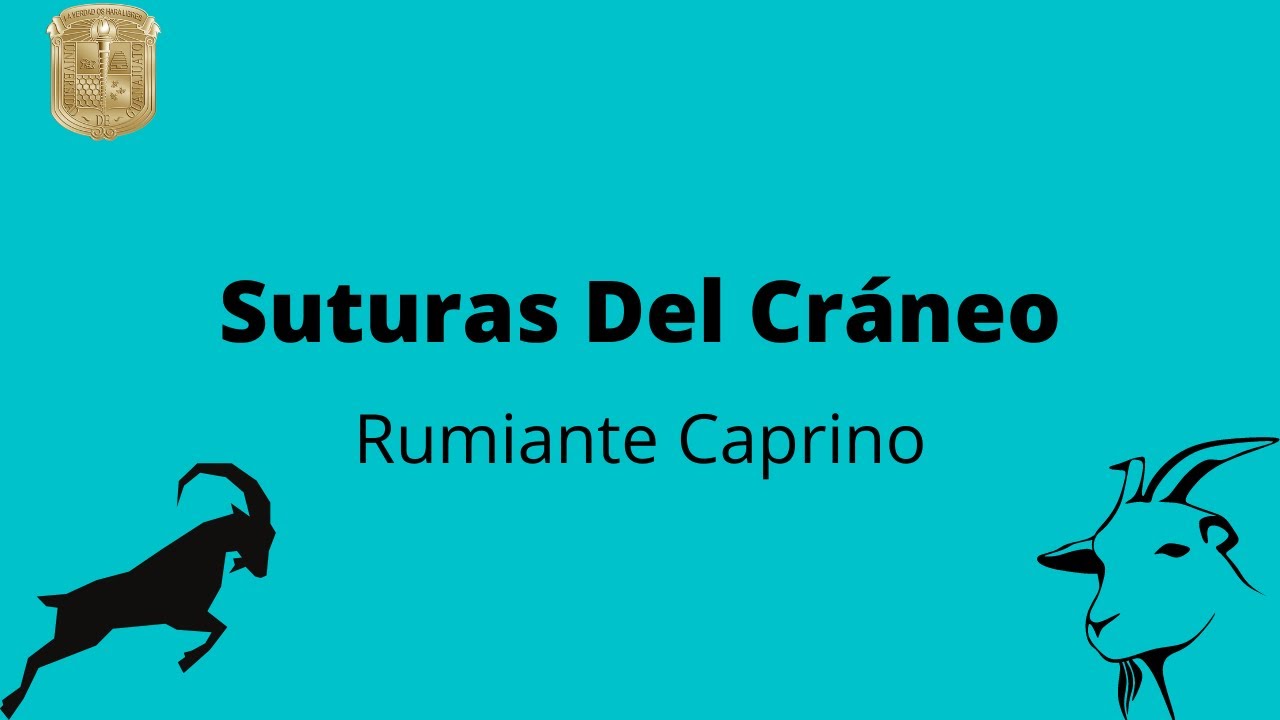 Articulaciones Del Cráneo De Rumiante - YouTube