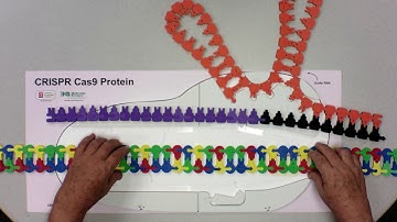 2019-20 Science Olympiad Protein Modeling Event - The Cas9 Schematic Model