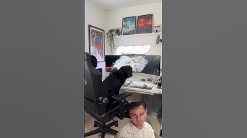 When you catc your dog in your home office 🐶