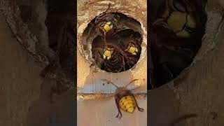 hornets at nest entrance