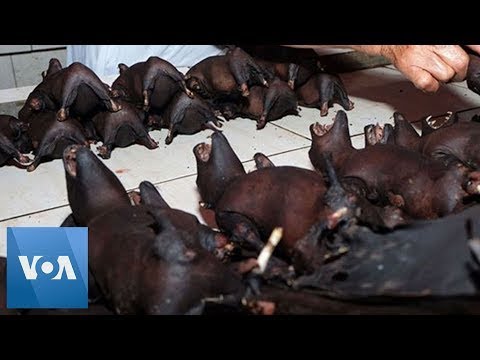 Bats For Sale at Indonesia Market Despite Coronavirus Warning