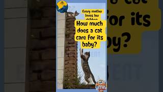 The Cat Cares A Lot About Children.