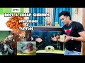 Best Shrimps for Fishes & Turtles | Cheap Shrimps for Aquarium Fishes & Turtles |Quick Bites Shrimps