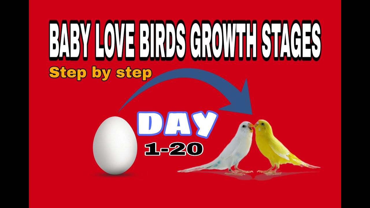 Love birds 20 Day Timelapse, Baby budgie hatching,Budgie Growth Stages