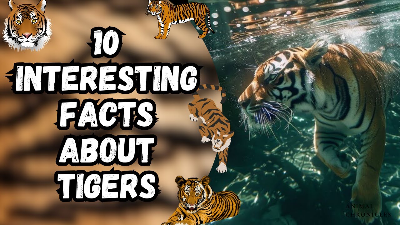 Discover 10 Incredible Tiger Facts That Will Amaze You!
