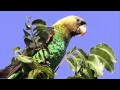 SABC News broadcast on the Critically Endangered Cape Parrot