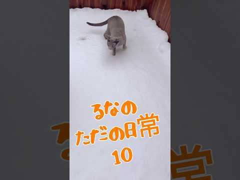 るなのただの日常10（一般公開）#shorts